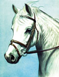 Pony, Equine Art - Grey Welsh Pony